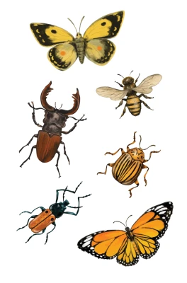 Watercolor Insects