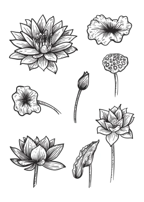 Hand Drawn Lotus Flowers